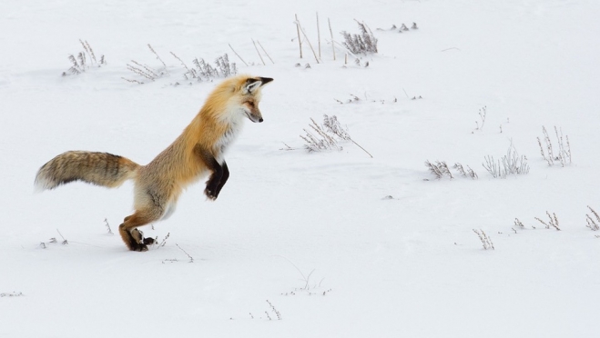 Охотничьи хозяйства Марий Эл «обменяют» лис и волков на кабанов