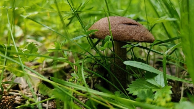 В лесах Марий Эл держится 4 класс пожароопасности