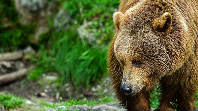 В Марий Эл участились случаи выхода медведей к людям