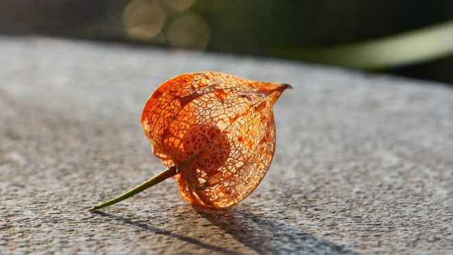 Специалисты Роспотребнадзора по Марий Эл рассказали о низкокалорийном продукте, богатым витаминами