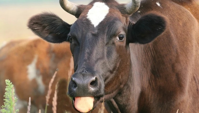 Продажа коровы обернулась для жительницы Волжска потерей 120 тысяч