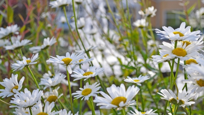 В День семьи, любви и верности в Йошкар-Оле пройдёт видеоконцерт