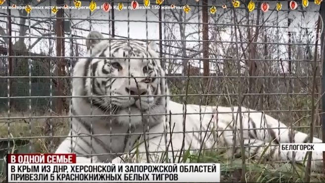 Крымский сафари-парк обживают животные из Донбасса, Запорожской и Херсонской областей