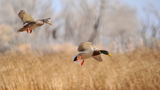 Охотники Марий Эл начали получать разрешения на отстрел дичи
