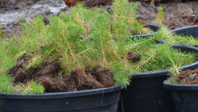 В Марий Эл в этом году планируют вырастить около 5 млн лесных растений