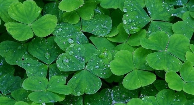 Мастер-класс по ирландским танцам (кейли)