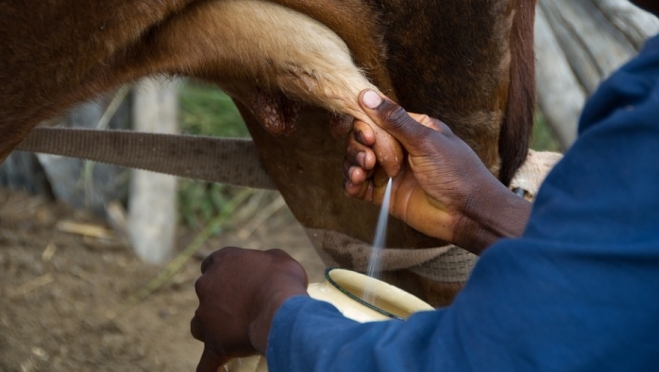 В Марий Эл растёт производство молока