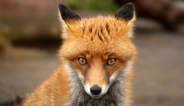 В Куженерском районе установили карантин по бешенству