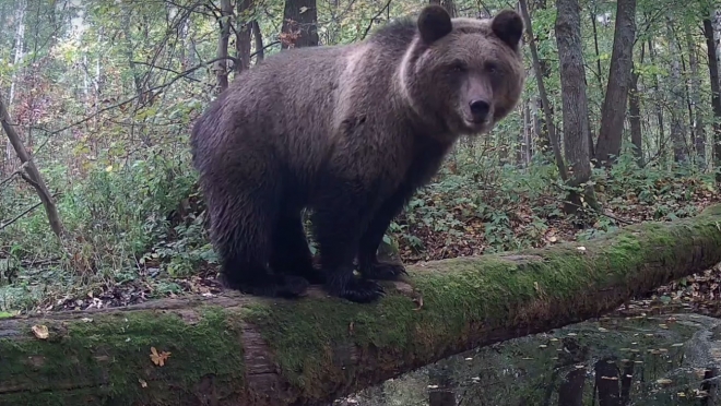 Что насторожило медведя возле фотоловушки в марийском лесу