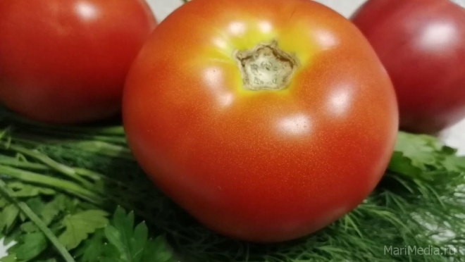Польза и опасность томатов