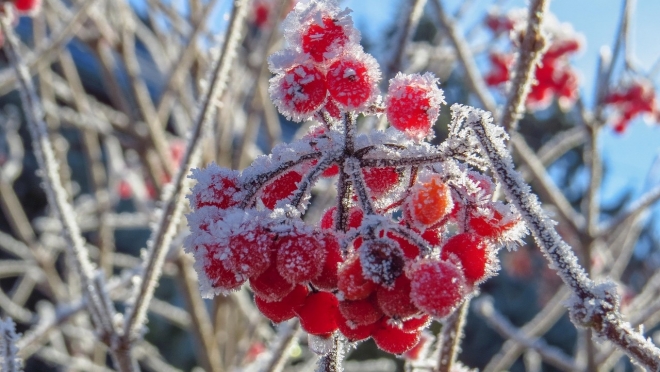Синоптики обещают сентябрьские заморозки