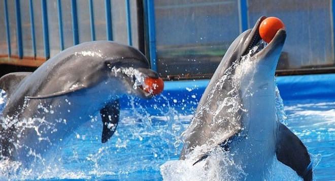 Московский дельфинарий в Йошкар-Оле