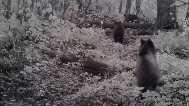 В фотоловушки марийского заповедника угодило воспитанное семейство медведей