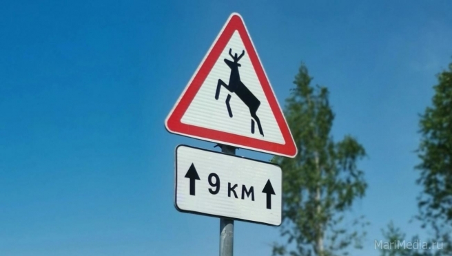 На загородных дорогах Марий Эл небезопасно