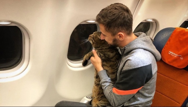 10-килограммового кота не пустили на борт самолёта в Шереметьеве