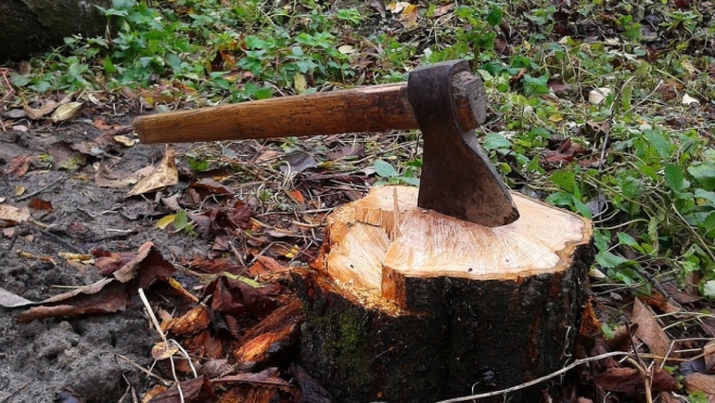 В Волжском районе незаконно срубили деревьев на полмиллиона
