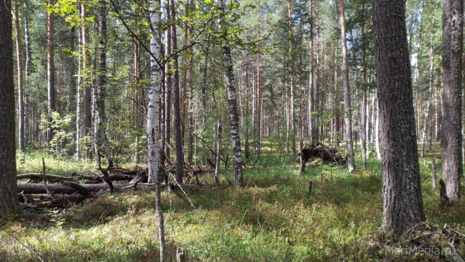 В выходные в Марий Эл будет жарко, местами прогремят грозы