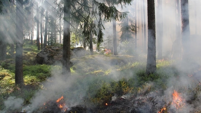 В Марий Эл с начала пожароопасного сезона 26 раз загорался лес
