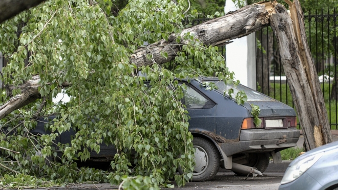 Что делать, если на вашу машину упало дерево