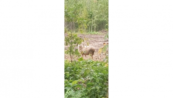 В Йошкар-Оле депутатам приходится решать самые разные вопросы, в том числе и неожиданные