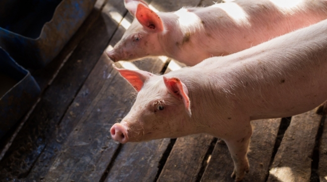 В Марий Эл продолжается ликвидация вируса африканской чумы свиней