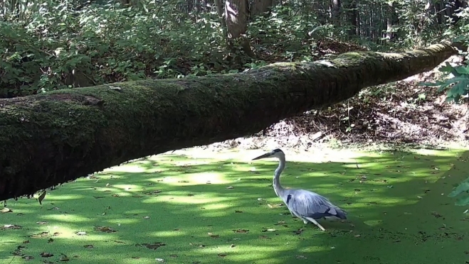 На болоте марийского заповедника дефилирует цапля