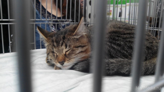 Дымки и Мурзики ищут новый дом