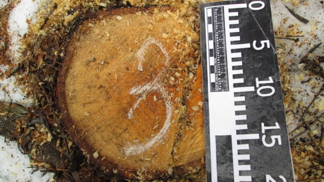 В Марий Эл в прошлом году с чёрных лесорубов взыскали больше 13 млн рублей