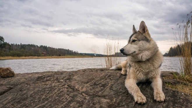 В Медведевском районе сняли карантин по бешенству из-за больной собаки