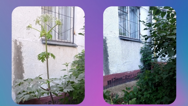 Йошкаролинец расправился с борщевиком через платформу обратной связи