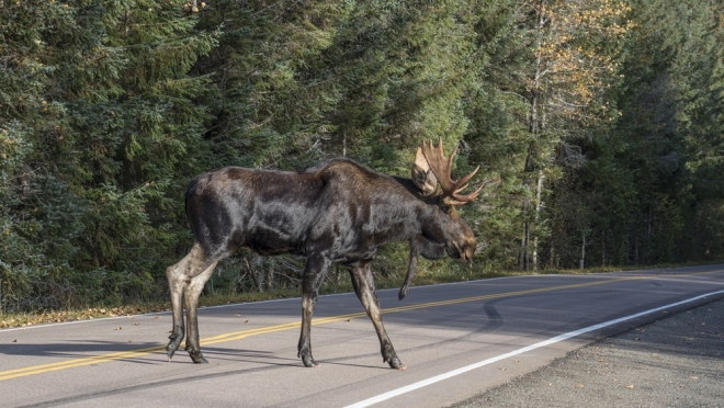 В Марий Эл начался сезон гона лосей
