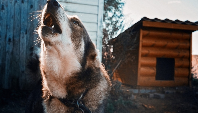 В России 12 пород собак признаны потенциально опасными