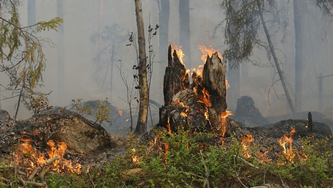 Лесной пожар в Марий Эл уничтожил 2,5 гектара сосняка