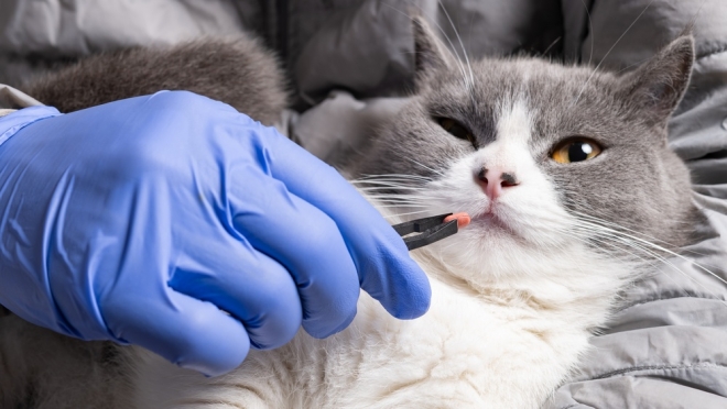 Владельцев домашних животных ждут на бесплатную вакцинацию 18 мая