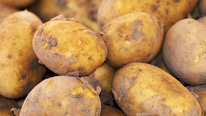 В Марий Эл на «Дне огурца» обсудили и селекционный картофель