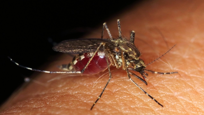 На Черноморском побережье и в Крыму появились комары, переносчики опасных вирусов