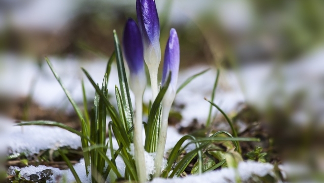 В Марий Эл в первой декаде апреля ожидается до +12ºС