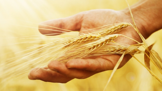 В Крыму отмечен рекордный урожай зерновых в этом году