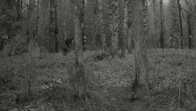 Возле «чесального» дерева в заповеднике Марий Эл прогулялась рысь