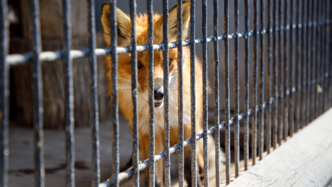 Жителям Марий Эл запретили содержать дома медведей, лис, волков и филинов
