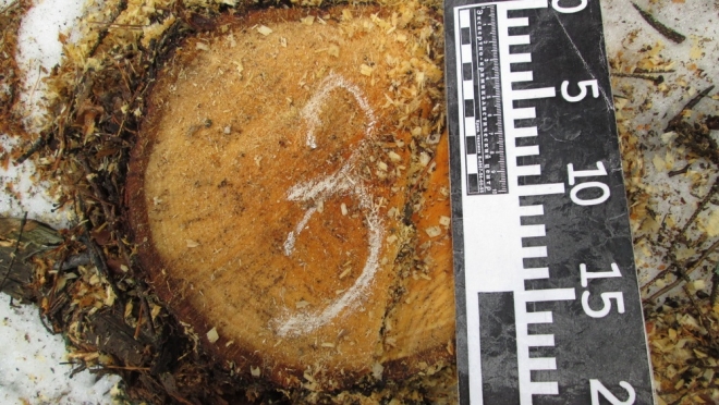 В Марий Эл чёрный лесоруб заплатил 12,5 тысячи рублей за 6 лип