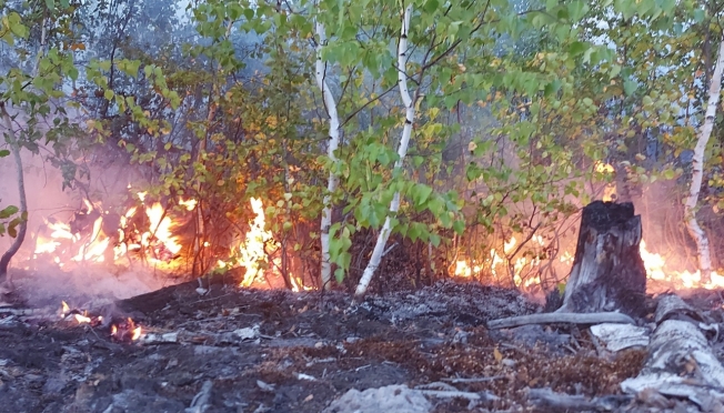 В Юринском районе из-за удара молнии загорелся лес