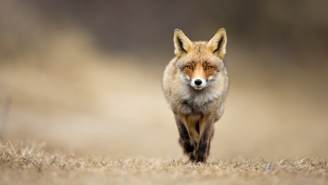 В Марий Эл в сентябре откроется сезон охоты на пушных зверей