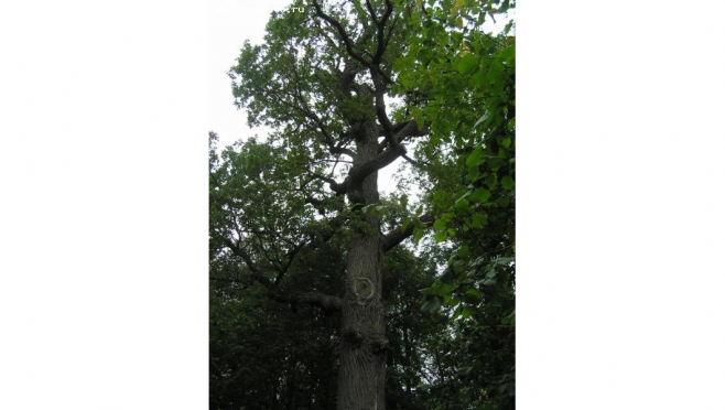 Дуб Пугачёва продолжает борьбу за звание «Российское дерево года»