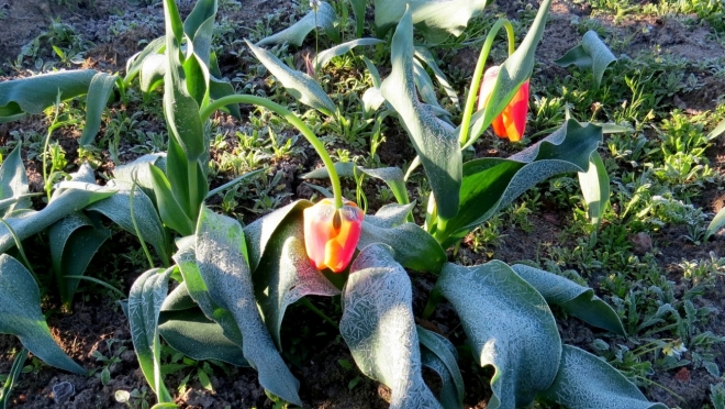 Экстренная гидрометеорологическая информация — заморозки до -5ºС