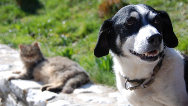 В России разрабатывают законопроект о регистрации собак, коты вне закона