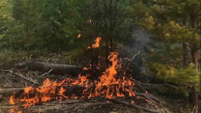 В лесах Марий Эл сохраняется 5 класс пожароопасности
