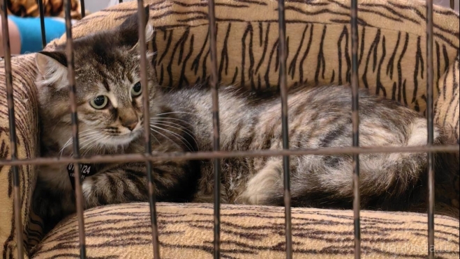 В Самаре пройдёт первый WOOF-фестиваль