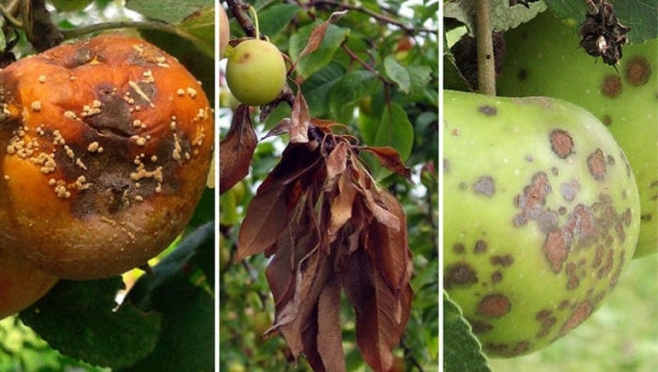 Учёные МарГУ определяют болезни яблони с помощью искусственного интеллекта
