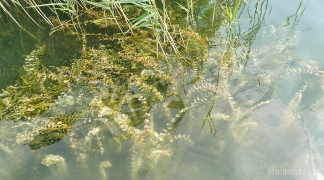 В Оршанском районе из реки Орша подняли тело мужчины